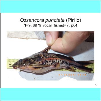 Ossancora punctata.png